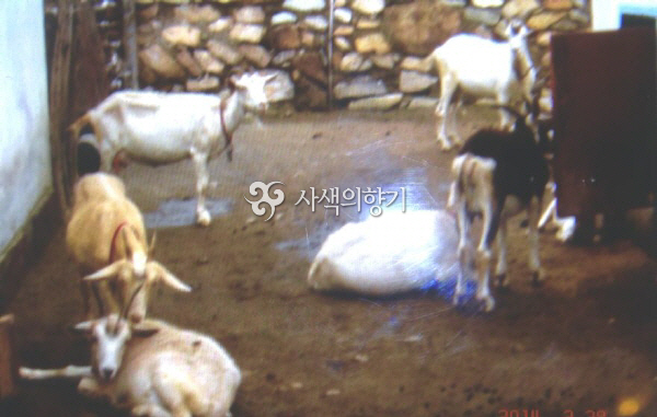 d-s_(북한)  나진 양로원 염소들.jpg