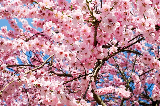 japanese-cherry-trees-3063992_640.jpg